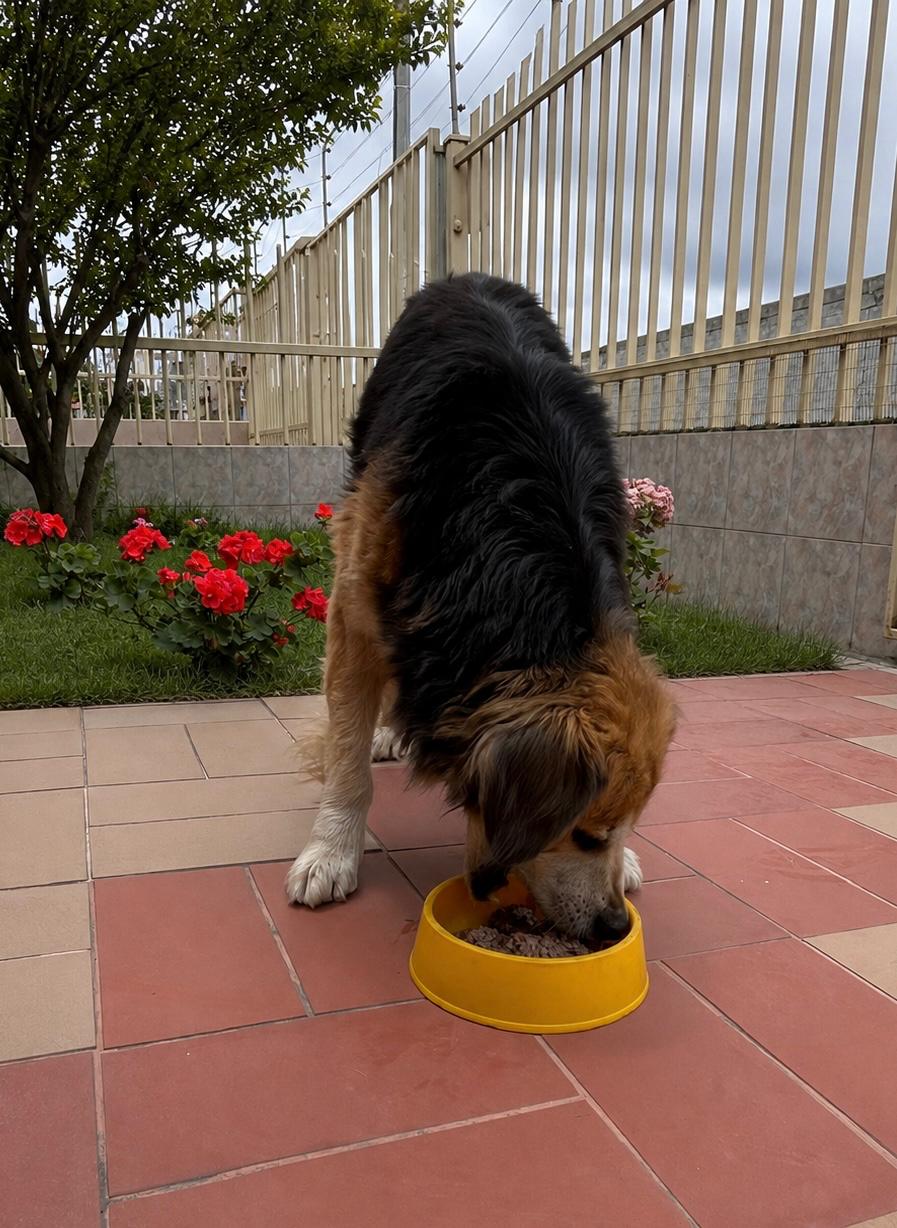 Perro comiendo felizmente carne fresca de un tazón amarillo en el jardín