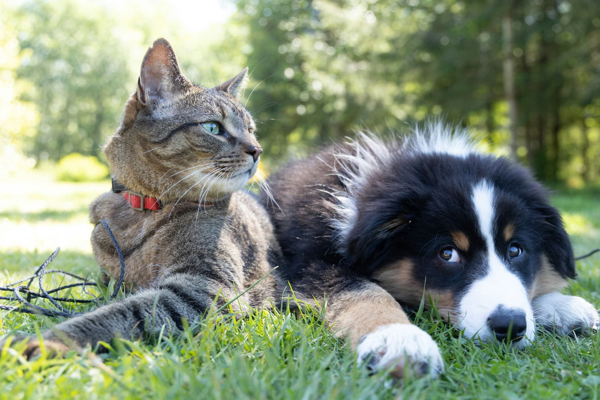 Gato y perro descansando juntos sobre el césped