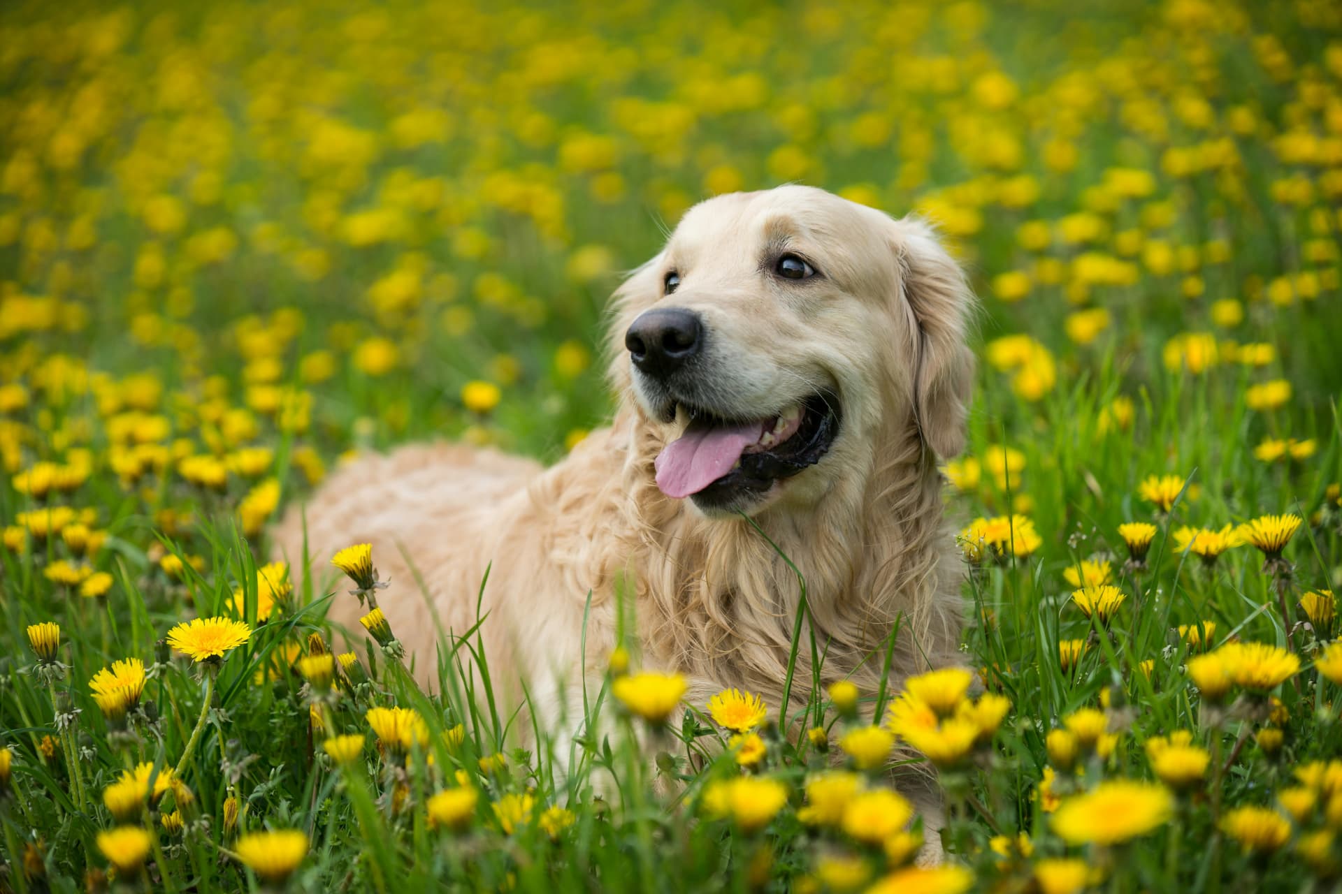 Golden retriever feliz en un campo de flores amarillas